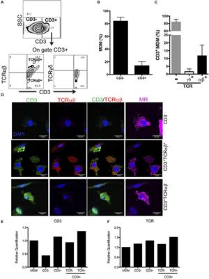 CD3+ Macrophages Deliver Proinflammatory Cytokines by a CD3- and Transmembrane TNF-Dependent Pathway and Are Increased at the BCG-Infection Site